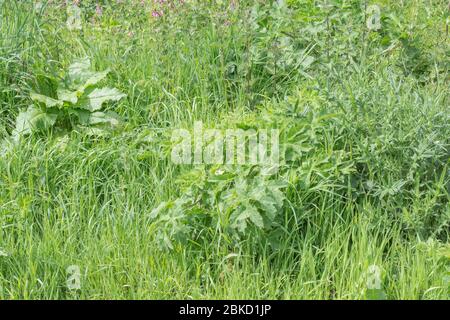 Blätter von Hogweed / Cow Parsnip / Heracleum sphondylium (rechts) - ein gewöhnliches britisches Farmweed, dessen saft die Haut in Sonnenlicht blasen kann. Stockfoto