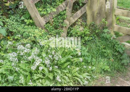 Blätter & weiße Blüten von Ramsons, wilder Knoblauch / Allium ursinum wächst durch hölzerne Farm Tor - eine Nahrungssucherei essbare & ehemalige medizinische Wildpflanze. Stockfoto