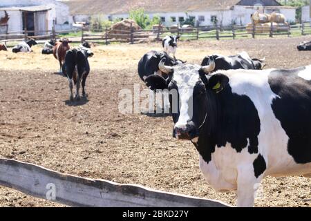 Kühe Milchviehbetrieb im Freien. Schwarz-weiße Kuh im Vordergrund Stockfoto