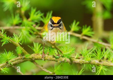 Firecrest - Regulus ignicapilla kleiner Waldvogel mit dem gelben Kamm, der im dunklen Wald singt, auf dem Lärchenzweig sitzend, sehr kleine Sperlingsvögel Stockfoto