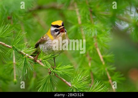 Firecrest - Regulus ignicapilla kleiner Waldvogel mit dem gelben Kamm, der im dunklen Wald singt, auf dem Lärchenzweig sitzend, sehr kleine Sperlingsvögel Stockfoto