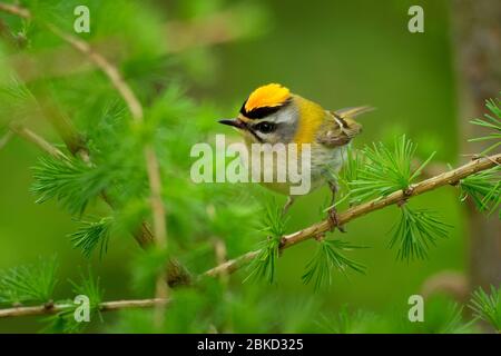 Firecrest - Regulus ignicapilla kleiner Waldvogel mit dem gelben Kamm, der im dunklen Wald singt, auf dem Lärchenzweig sitzend, sehr kleine Sperlingsvögel Stockfoto