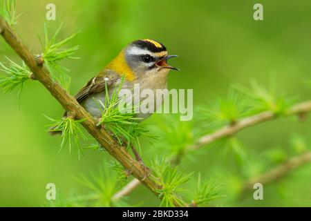 Firecrest - Regulus ignicapilla kleiner Waldvogel mit dem gelben Kamm, der im dunklen Wald singt, auf dem Lärchenzweig sitzend, sehr kleine Sperlingsvögel Stockfoto