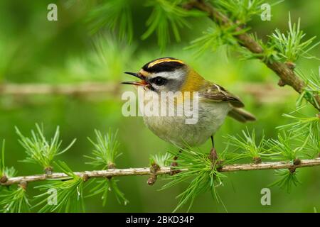 Firecrest - Regulus ignicapilla kleiner Waldvogel mit dem gelben Kamm, der im dunklen Wald singt, auf dem Lärchenzweig sitzend, sehr kleine Sperlingsvögel Stockfoto
