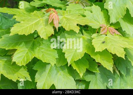 Masse der mittleren Wachstumsblätter des Sycamore / Acer pseudoplatanus Baum im Mai Sonnenschein. Sycamore ist ein Mitglied der Familie Ahorn & in pflanzlichen Heilmitteln verwendet. Stockfoto