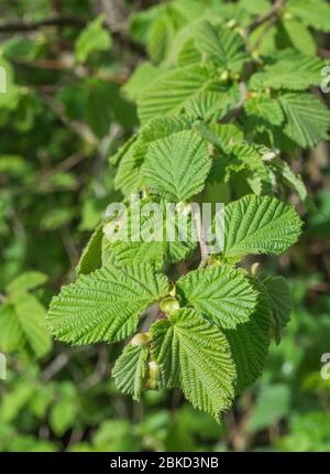 Möge Sonnenschein auf neuen Blättern an einem jungen Haselbaum Ast. Nach der Blüte, aber vor der Fruchtreife. Haselnüsse sind offensichtlich ein gemeinsames Essen. Stockfoto