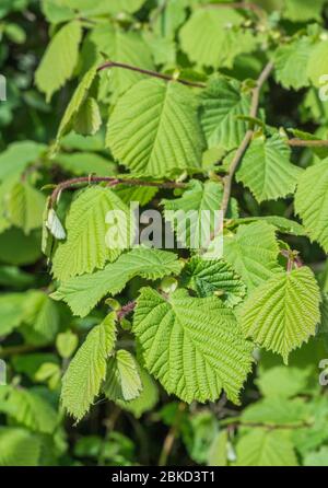 Möge Sonnenschein auf neuen Blättern an einem jungen Haselbaum Ast. Nach der Blüte, aber vor der Fruchtreife. Haselnüsse sind offensichtlich ein gemeinsames Essen. Stockfoto