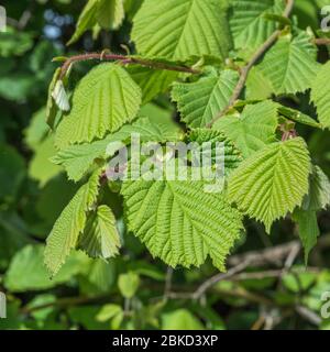 Möge Sonnenschein auf neuen Blättern an einem jungen Haselbaum Ast. Nach der Blüte, aber vor der Fruchtreife. Haselnüsse sind offensichtlich ein gemeinsames Essen. Stockfoto