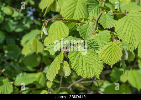 Möge Sonnenschein auf neuen Blättern an einem jungen Haselbaum Ast. Nach der Blüte, aber vor der Fruchtreife. Haselnüsse sind offensichtlich ein gemeinsames Essen. Stockfoto