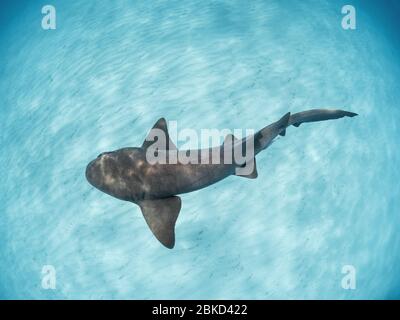 Krankenschwester Hai schwimmen über Sand, Bahamas. Stockfoto