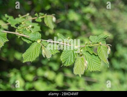 Möge Sonnenschein auf neuen Blättern an einem jungen Haselbaum Ast. Nach der Blüte, aber vor der Fruchtreife. Haselnüsse sind offensichtlich ein gemeinsames Essen. Stockfoto