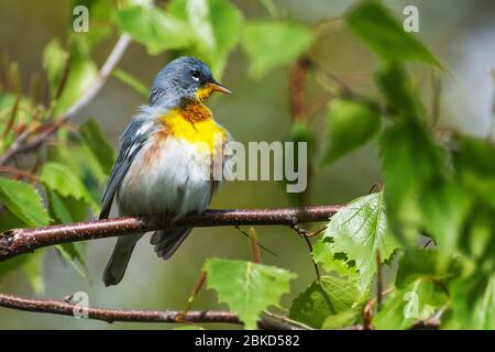 Nördlicher Parula-Waldläufer während des Frühjahrs Stockfoto