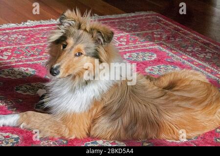 Wunderschön gepflegte rauh beschichtete schwarze und zobelige weibliche Collie auf dem Teppich in der Lounge liegend Stockfoto