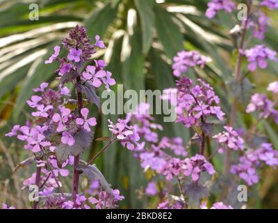 LUNARIA annua Stockfoto