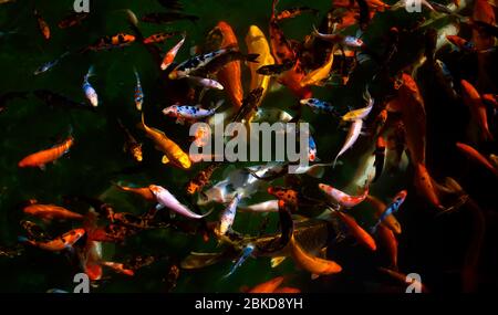 Masse der Goldfische (Carassius auratus) Stockfoto