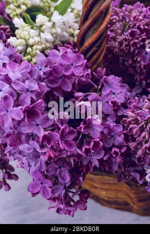 Bouquet von schönen lila lila lila Blüten in den Korb close-up. Frühling festliche Hintergrund. Stockfoto