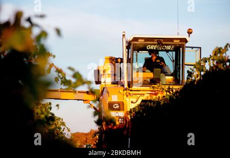 Traubenernter arbeiten im Weinberg. Stockfoto