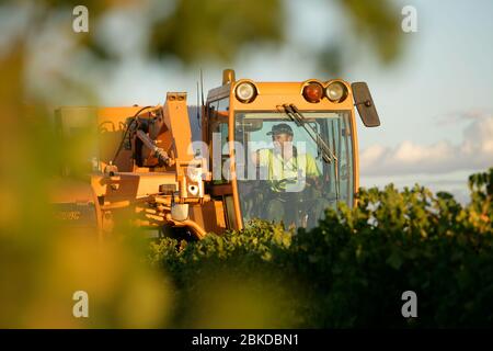 Mechanische Traubenernter pflücken Merlot-Trauben in einem australischen Weinberg. Stockfoto