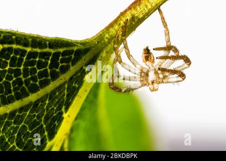 Kleine Spinne, möglicherweise Pardosa amentata oder Gattung Pardosa, die im Frühjahr an der Unterseite eines silbernen Birkenblattes in einem Garten in Surrey, SE England hängt Stockfoto