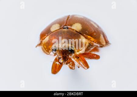 Harlequin Marienkäfer, Harmonia axyridis, eine invasive nicht-einheimische Nahaufnahme, die im Frühjahr in Surrey, Südostengland, in einem Garten gefunden wurde Stockfoto