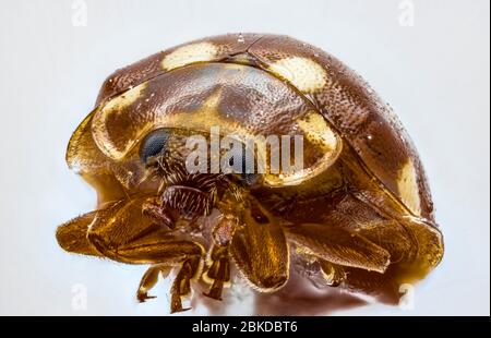 Harlequin Marienkäfer, Harmonia axyridis, eine invasive nicht-einheimische Nahaufnahme, die im Frühjahr in Surrey, Südostengland, in einem Garten gefunden wurde Stockfoto