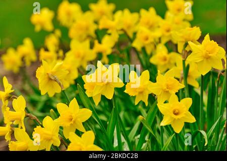 Leuchtend blühende Narzissen an einem sonnigen Tag Stockfoto