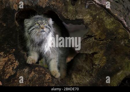 Pallas-Katze (Otocolobus manul, Felis manul), die aus einem Baumstamm herausspägt Stockfoto