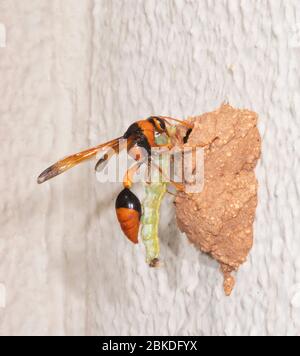 Orange Potter Wasp (Eumenes latreilli) mit einer gelähmten Raupe zu ihrem Nest, Alice Springs, Northern Territory, NT, Australien Stockfoto