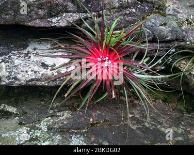 Foto einer Orchidee, die in der Mitte der Felsen geboren wurde, auf dem Weg nach Cachoeira da Fumaça, Chapada Diamantina Stockfoto