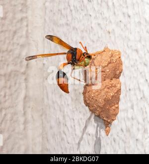 Orange Potter Wasp (Eumenes latreilli), die eine paralisierte Raupe in ihr Nest schiebt, Alice Springs, Northern Territory, NT, Australien Stockfoto