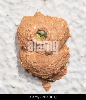 Orange Potter Wespe (Eumenes latreilli) Nest mit paralisierten Raupen als Nahrung für seine Jungen, Alice Springs, Northern Territory, NT, Australien Stockfoto