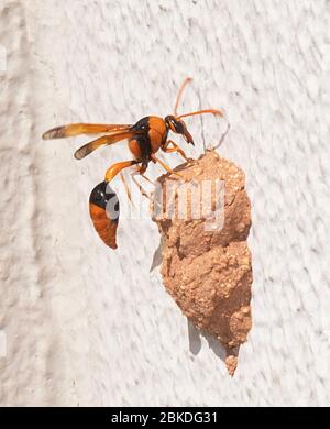 Eine Orangen-Potter-Wespe (Eumenes latreilli) auf ihrem Nest, Alice Springs, Northern Territory, NT, Australien Stockfoto