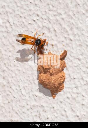 Eine Orange Potter Wasp (Eumenes latreilli), die ihr Nest baut, Alice Springs, Northern Territory, NT, Australien Stockfoto