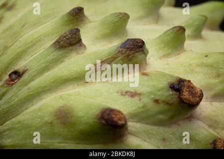 Textur und Detail Makroaufnahme von Soursop oder Graviola Frucht mit stachelig lebendige grüne Schale bezogen auf den Sugar Apple. Low-Key-Studioaufnahme Stockfoto