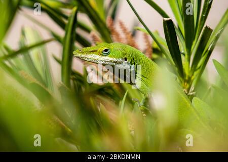 Alert grün Anole Lizard ruht in Büschen, selektiver Fokus Stockfoto