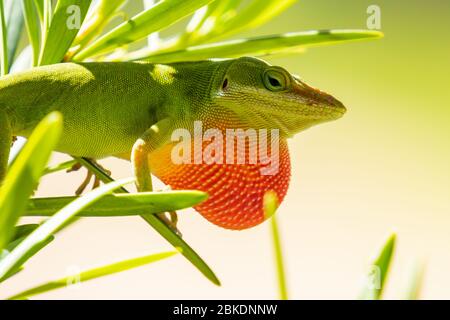 Grüne Anole Eidechse mit Kehle aufgeblasen Stockfoto