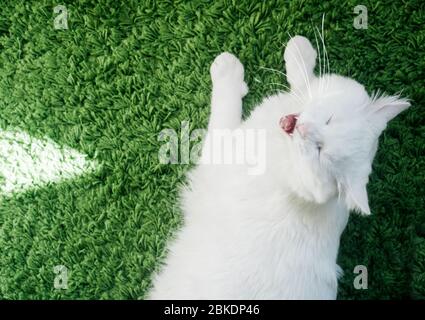Nahaufnahme der weißen Katze mit blauen Augen friedlich auf dem grünen Teppich. Draufsicht Stockfoto