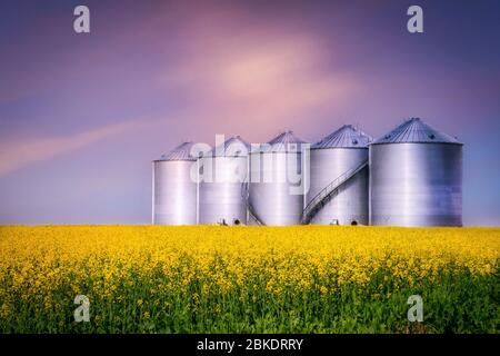 Horizontales Bild von Stahllagerbehältern, die in einem gelben Rapsfeld auf einem Bauernhof am frühen Abend mit untergehenden Sonne sitzen Stockfoto