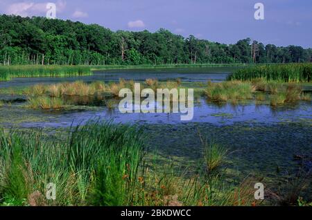 Marsh, Colleton County, South Carolina Stockfoto