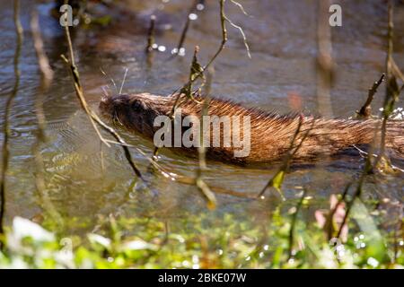 Ein Bisamratte schwimmt am Ufer des Quinnipiac River im Quinnipiac River State Park in North Haven, Connecticut. Stockfoto