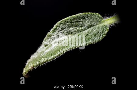 Green shaggy leaf on a black background. Lambs ear or Stachys byzantina or Woolly hedgenettle or Stachys lanata or Stachys olympica Stockfoto