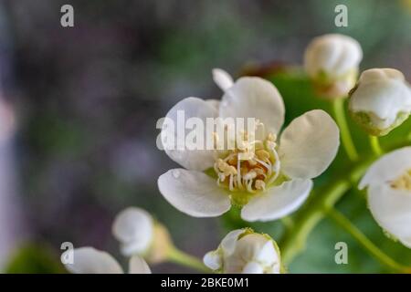 Nahaufnahme eines blühende Vogel-Kirschbaums mit weißen kleinen Blüten. Stockfoto