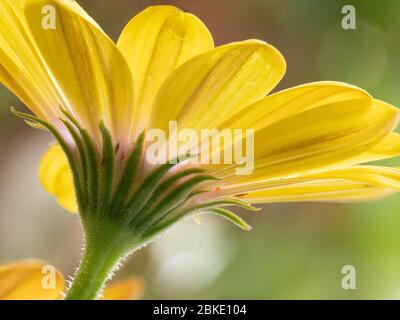 Blick von einer strahlend gelben zweifarbigen Nahaufnahme einer von Sonnenlicht beleuchteten Gänseblümchen-Blume (Oseoperumum ecklonis) Stockfoto