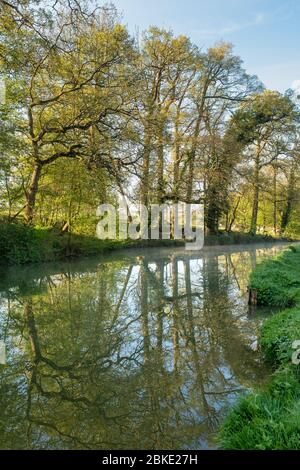 Baumreflexionen entlang des Oxford-Kanals an einem Frühlingsmorgen. Lower Heyford, Oxfordshire, England Stockfoto