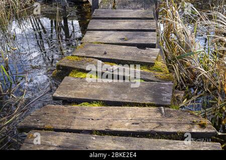 Alte, rustikale Holzstege im Landhausstil an einem See mit Moos, das zwischen den Bohlen wächst und in Nahsicht von Schilf im Wasser umgeben ist Stockfoto