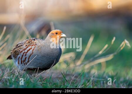 Ein männliches Graues Rebhuhn im Frühjahr in North Dakota Stockfoto