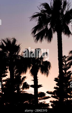 Palmen Silhouetten Auf Sonnenuntergang Himmel Hintergrund, Moody Gardens, Galveston Stockfoto