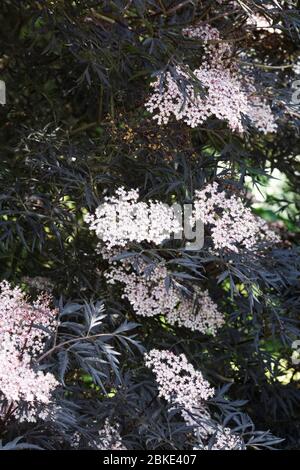 Sambucus Nigra F. Porphyrophylla (Black Lace) Blumen. Stockfoto