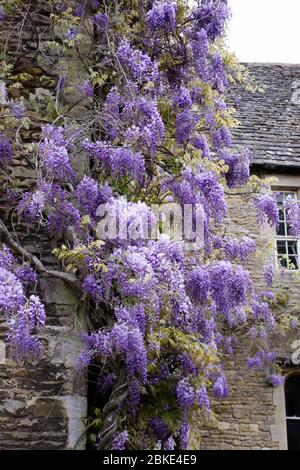 Wisteria sinensis Blumen wachsen gegen eine alte Steinmauer. Stockfoto