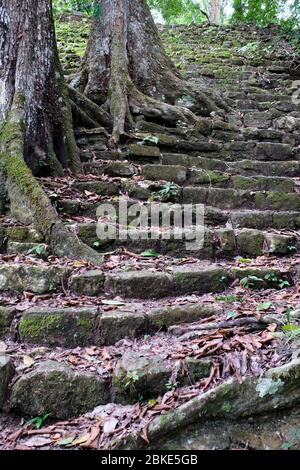 Bäume auf der Treppe eines Tempels an der archäologischen Stätte von Bonampak. Stockfoto